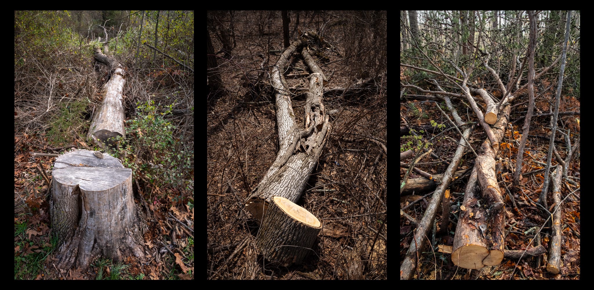 Triptych #15
