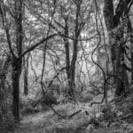Forest Landscapes (2022-Present)